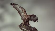 Havana - Vita Bella ( Official Music Video ) New 2015 ! + Превод - Videoclip.bg