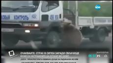Мече проси на магистрала в Русия - Videoclip.bg