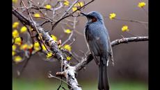 Честит празник Лазаровден! Музиката която ни докосва - J . R . Blackmore - Dreamsp - Videoclip.bg