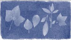 Анна Аткинс (Anna Atkins) - Анна Аткинс и фотографията - Videoclip.bg