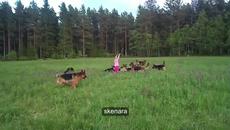 5 годишно момиченце си играе с 14 немски овчарки