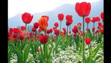 Първа пролет - Чашките на пролетната фея - Videoclip.bg