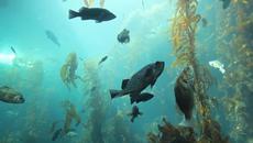 Красив подводен свят! Nature Music Video - Videoclip.bg