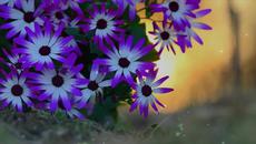 Night Dew - Videoclip.bg