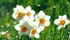 Antonio Vivaldi - Пролет - Videoclip.bg