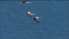 BIRDS OF PARADISE - PETER, SUE & MARC - Videoclip.bg