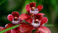 Приятен ден с Музика . ...Най-прекрасните Орхидеи - Videoclip.bg