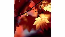 Вечните български песни ! Васил Найденов - Адаптация - Videoclip.bg