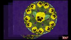 Теменужено настроение ... ... - Videoclip.bg