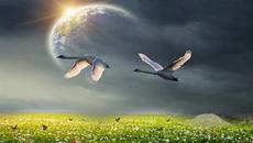 РАДОСТТА НА ПТИЦИТЕ ... ... - Videoclip.bg