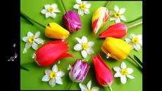Morning mood and tulips! ... ... - Videoclip.bg