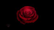 Searching for Golden Fish - Videoclip.bg