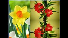 Нарцис нарцис колко си красив като слънчева песен!!! - Videoclip.bg