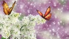 Любовта е като Люляк цвете прекрасно!!! - Videoclip.bg