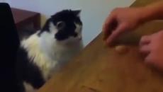 Котенцето играе на Тука има - Тука нема - Videoclip.bg
