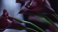 Страхотно гръцко!!! Какво Да Правя . . . Lena Papadopoulou - Ti na kano - Videoclip.bg