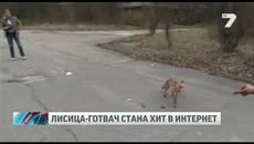 Готвач лисица взриви интернет - Videoclip.bg