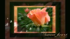 ЦВЕТЯ И МУЗИКА! ... ... - Videoclip.bg