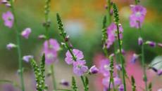 Paul Mauriat - Arirang - Videoclip.bg