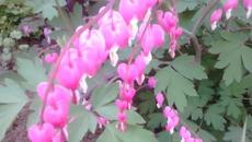 дамско сърце - Videoclip.bg