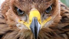 Превод! Нотис Сфакианакис - Тялото ми е Орлово гнездо - Videoclip.bg