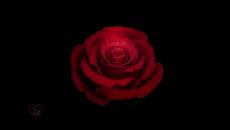 Searching for Golden Fish - Къде е Златната Рибка - Videoclip.bg