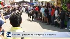 Днес е празник на магарето в Мексико 2015 - Videoclip.bg