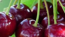 Schiller - Cherry dreams - Videoclip.bg