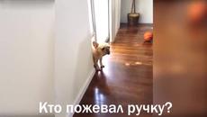 Кученцето не си призна - Нико, ти ли сдъвка химикала (видео) - Videoclip.bg