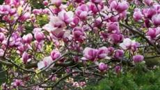 Слънчево настроение - Videoclip.bg