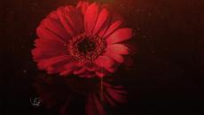 Мила любима като вишна и ягоди! Sweetie Strawberry - Videoclip.bg