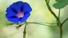 ✿Красивата петуния и нежната музика на Frederic Delarue! ... ... - Videoclip.bg