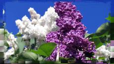 Люляците ухаят... - Videoclip.bg