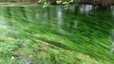 ВЪЛШЕБНИЯ ИЗВОР,КЪТЧЕ ОТ РАЯ - Videoclip.bg