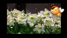 Amaryllis ... ... Stamatis Spanoudakis... - Videoclip.bg