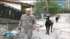 Мечка нападна човек (ВИДЕО) - Videoclip.bg