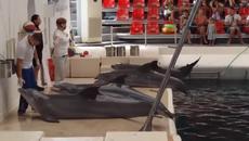 Делфините от Делфинариума във Варна поздравяват зрителите - Videoclip.bg