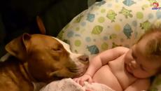 Няма такава вярност и обич между хората както е тук ... - Videoclip.bg