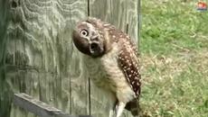 Гледам та и немоа та вида - Videoclip.bg