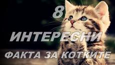 8 интересни фактa за котките - Videoclip.bg