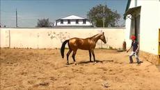 Невероятна красота!!! Удивителното обучение на едни от най-красивите коне в света - Videoclip.bg