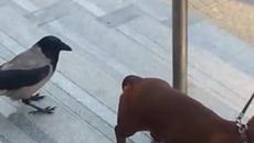 Малка врана тормози вързано куче! Дърпа го за опашката и го дразни супер много! - Videoclip.bg
