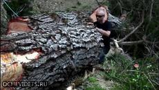 Какво може един моторен трион в ръцете на един майстор дървосекач - Videoclip.bg