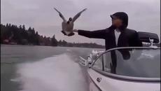 Невероятно приятелство! Дива патица се приземява на моторница (ВИДЕО) - Videoclip.bg