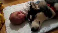 Състрадателно и грижовно Хъски плаче заедно с бебе! Страшни са тези кучета! - Videoclip.bg