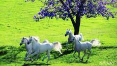 Първа пролет с музика!..ღ♥ღ..Честита първа пролет..ღ♥ღ.. - Videoclip.bg