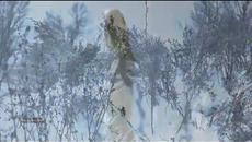 Тайнствена! Yakuro - Paradise Terra Incognita - Videoclip.bg