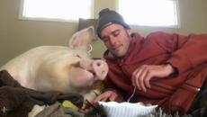 Стървах Прасето - Videoclip.bg