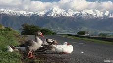 Нова Зеландия - Videoclip.bg