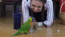 Жаден Папагал - Videoclip.bg